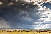 Masai cowherd. serengeti national park.