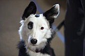 A devoted border collie´s eyes are two different colors.