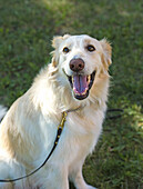 This golden retriever mix is full of the joy of life.