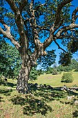 Majestic oaks highlight a California landscape.