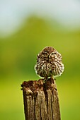 Little Owl, Athene noctua, Worcestershire, England, UK.