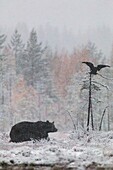 Brown bear, Ursus arctos walking in forest in snow storm and a raven flying above with birches in yellow autumn colors, Kuhmo, Finland.