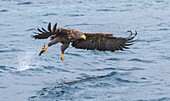 White-tailed eagle, Haliaeetus albicilla, grabbing fish, wings are spread, Andenes, Norway.