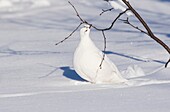 Willow grouse, Lagopus lagopus, in winter time eating from a birch bending his neck backwards standing in plenty of snow, sarek national park, Swedish Lapland, Sweden.