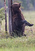Brow bear, Ursus arctos, standing on his back legs and scratching his back against a tree and water is dripping from his front paws, Kuhmo, Finland.