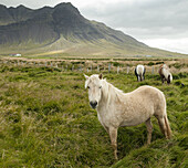 Icelandic horses grazing with mountains in background Iceland