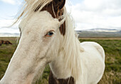 Curious blue eyed Icelandic horse Iceland