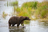 Brown bear (Ursus arctos) or grizzly looking for salmon at lower Brooks River in Katmai National Park and Preserve, Alaska, USA.