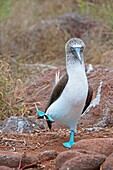 A blue-footed booby (Sula nebouxii) is dancing (courtship behavior) on North Seymour Island in the Galapagos, Ecuador.