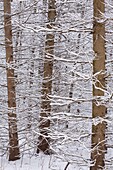 An abstract detail shot of snow covered pine trees in East Gwillimbury, Ontario, Canada.