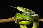 Large scaled pit viper, Trimeresrus macrolepis, Common, Eravikulam National Park, Kerala.