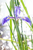 'Sun sparkles off the water behind a dixie iris (Iris hexagona); Florida, USA.'