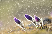 A group of Pulsatilla (Pulsatilla vulgaris) blooms in the grassland on a rainy evening in early spring, Bavaria, Germany.