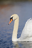 Close-up of a Mute Swan (Cygnus olor) swimming in the water in spring.