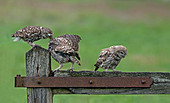 Female Little Owl-Athene noctua, Feeding Young (owlet). Summer, Uk.