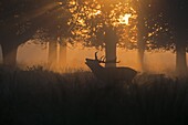 Male Red Deer (Stag)- Cervus elaphus, bellowing at sunrise during the rutting season. Uk.