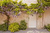 Wisteria srrounds a doorway in Saint-Dyé-sur-loire, Loir-et-Cher, Centre, France.