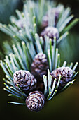 Frosted Pine cones.