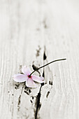 Discarded Clematis flower lying on weathered wooden surface.