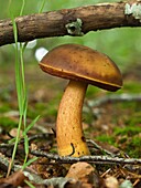 Mushroom at beech forest (Boletus erithropus). Montseny Natural Park. Barcelona province, Catalonia, Spain.
