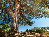 Scots pine or Red Pine tree (Pinus sylvestris). Els Ports Natural Park. Baix Ebre region, Tarragona province, Catalonia, Spain.