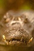 Caiman crocodilus. Zoo ave. Costa Rica. America.