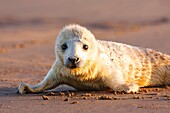 Seal grey (Halichoerus grypus) Donna Nook National Nature Reserve, Lincolnshile, England, U. K. , Europe.