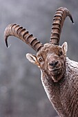 Capra ibex, French Alps, Savoie, France, Europe.