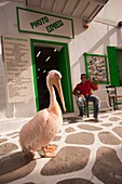 Pelican Petros, the town mascot, at the street in front of a shop, Mykonos, Cyclades Islands, Greek Islands, Greece, Europe.