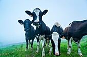 Spain, Cantabria, Valles Pasiegos, Cows in River Miera Valley
