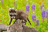 Raccoon (Procyon lotor) Baby exploring old stump, captive, Minnesota wildlife Connection, Sandstone, Minnesota, USA.