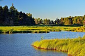 Seney wetlands in early summer, Seney NWR, Michigan, USA.