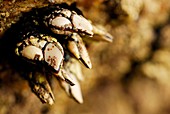 Goose barnacles (Pollicipes pollicipes) in Vigo ria, Pontevedra province, Spain