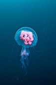 Luminscent Jellyfish, Pelagia noctiluca, Florida Islands, Solomon Islands.