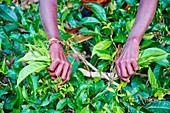 Sri Lanka, Ceylon, Central Province, Haputale, tea plantation in the Highlands, Tamil Women Tea Picker picking tea leaves.