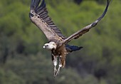 Griffon Vulture (Gyps fulvus). Sierra Morena, Cordoba, Andalusia, Spain, Europe.