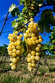 Wine region Slovacko, Blatnice pod Svatym Antoninkem, grapes in the vineyard, South Moravia, Czech Republic, Europe.