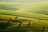Spring evening on the South Downs near Brighton, East Sussex, England.