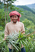 A girl harvests pineapples in Northeast India, India, Asia