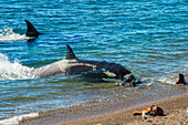 Orca (Orcinus orca) and South American sea lion (Otaria flavescens), Patagonia, Argentina, South America