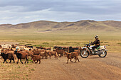 Herder on motorcycle with goat and sheep herd crosses road to Mandalgov in hill country South of Ulan Bator, Tov, Central Mongolia, Central Asia, Asia