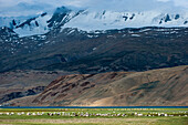 Goats in the remote Himalayan region of Ladakh near Tso Moriri, Ladakh, India, Asia