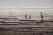 Three bare trees on a hazy morning, Badlands National Park, South Dakota, United States of America, North America