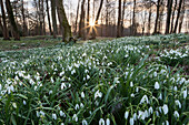 Snowdrops in woodland at sunset, near Stow-on-the-Wold, Cotswolds, Gloucestershire, England, United Kingdom, Europe