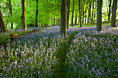 Path through bluebell wood, Chipping Campden, Cotswolds, Gloucestershire, England, United Kingdom, Europe