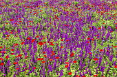 Field of Flowers during Spring in the Natural Park of Villafáfila Zamora, Spain