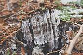 Frost heaving (or a frost heave) is an upwards swelling of soil during freezing conditions caused by an increasing presence of ice as it grows towards the surface, upwards from the depth in the soil where freezing temperatures have penetrated into the soi