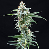 Denver, Colorado- Denver, Colorado- A flowering medical marijuana plant inside Rx Green Solutions research and dynamics facility This flower of Golden Goat is a popular cannabis strain known for its pain relieving and sedative effects