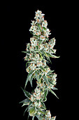 Denver, Colorado- A medical marijuana plant inside Rx Green Solutions research and dynamics facility This flower of OG Tahoe is a popular cannabis strain known for its pain relieving and sedative effects