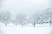 Urban deciduous tree grove covered in snow during a blizzard in Denver, Colorado